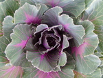 Purple Kale by Courtney Munch