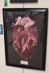Anatomy: Cardiovascular System by Madison Mara