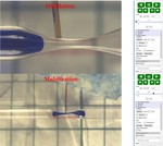 Original recorded video file of the hexane droplet subjected to 10 to 50 Hz seismic stimulation